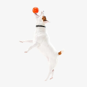 Pet Toys