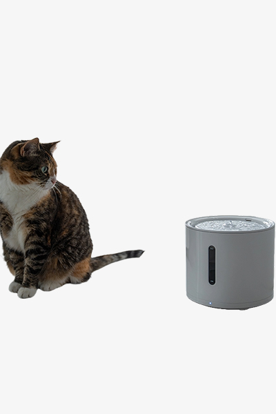 Pet Feeder 2
