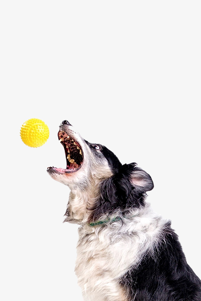 Pet Toys