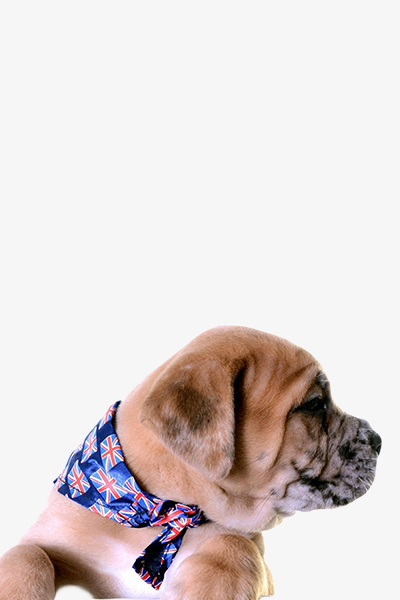 Pet Collar