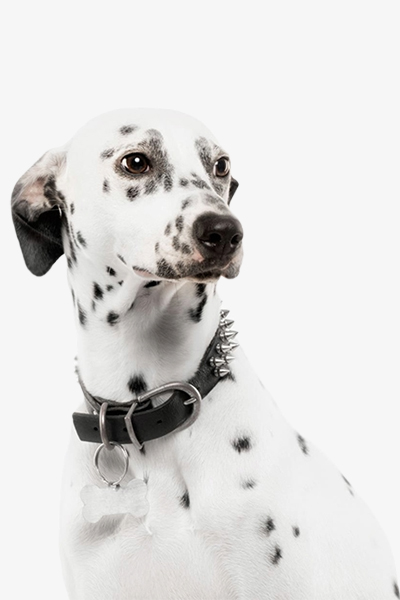 Dog Collar