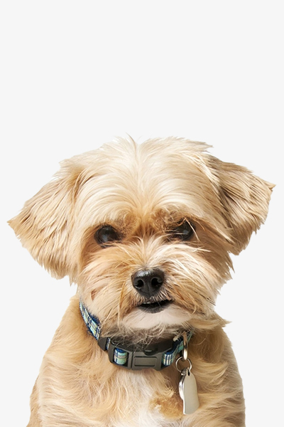 Pet ID Tags 2