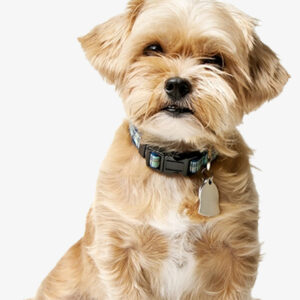 Pet ID Tags
