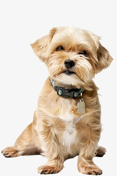 Pet ID Tags