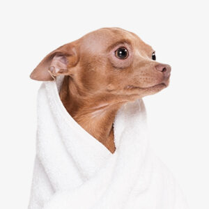 Pet Towel