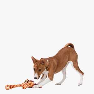 Pets Leash